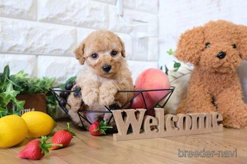 成約済の滋賀県のトイプードル-143467の2枚目