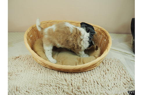 成約済の埼玉県のキャバリアキングチャールズスパニエル-143329の2枚目