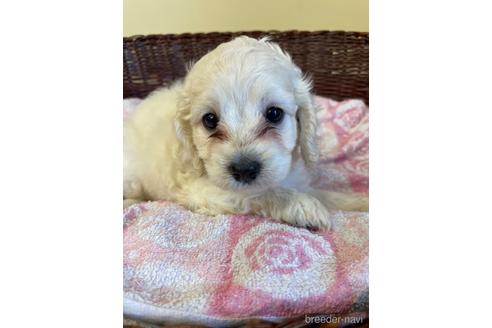 成約済の愛知県のミックス犬-145287の1枚目