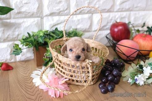 成約済の滋賀県のトイプードル-144737の1枚目