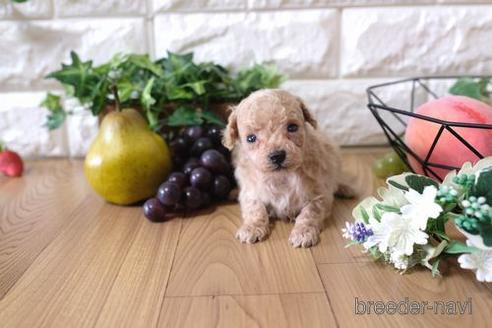成約済の滋賀県のトイプードル-144737の3枚目