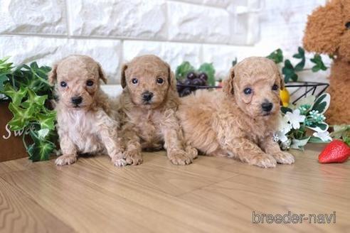 成約済の滋賀県のトイプードル-144737の2枚目