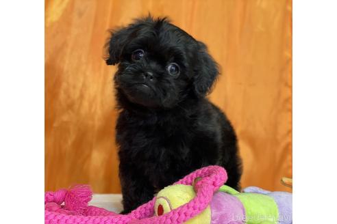 成約済の神奈川県のミックス犬-143718の1枚目