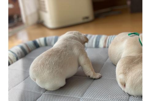 成約済の群馬県のフレンチブルドッグ-145481の3枚目