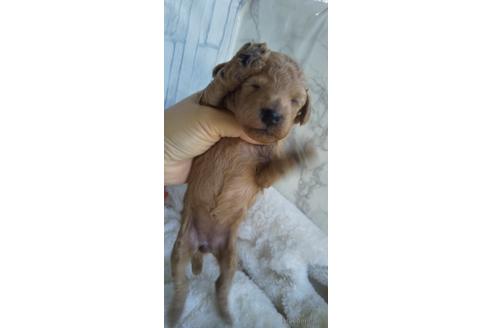 成約済の埼玉県のトイプードル-144013の32枚目