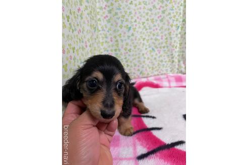 成約済の大分県のミニチュアダックスフンド(ロングヘアード)-145305の1枚目
