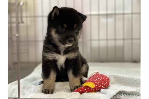 成約済の岡山県の豆柴-144086の1枚目