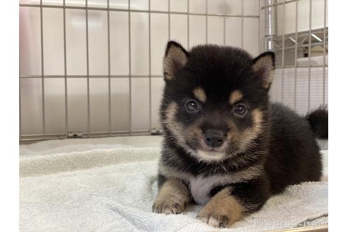 成約済の岡山県の豆柴-144085