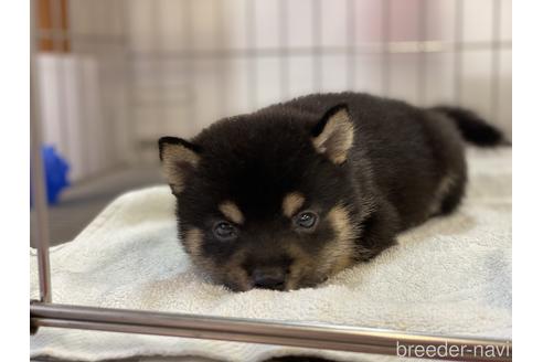 成約済の岡山県の豆柴-144085の4枚目