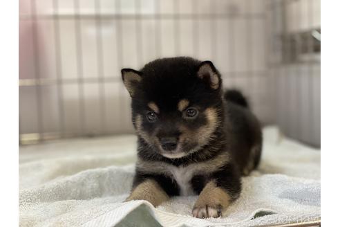 成約済の岡山県の豆柴-144085の2枚目