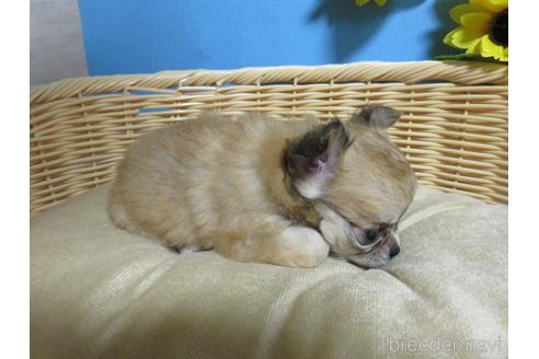 成約済の福岡県のチワワ(ロングコート)-145319の7枚目