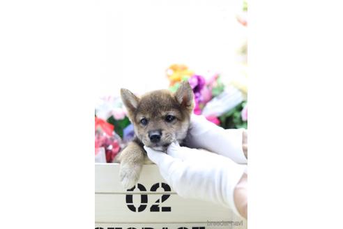 成約済の東京都の柴犬-145335の1枚目