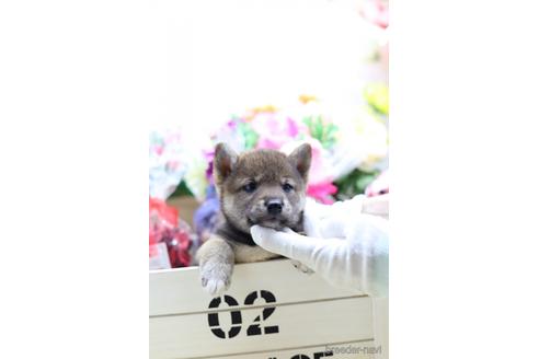 成約済の東京都の柴犬-145335の5枚目