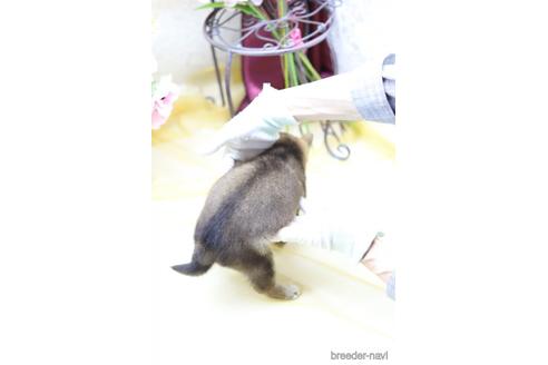 成約済の東京都の柴犬-145335の4枚目