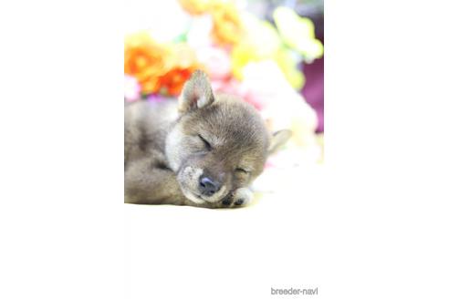 成約済の東京都の柴犬-145335の3枚目