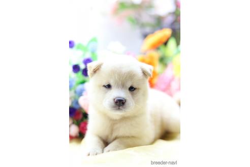 成約済の東京都の柴犬-145337の1枚目