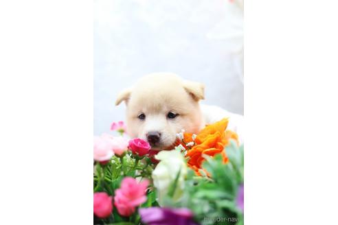 成約済の東京都の柴犬-145337の5枚目