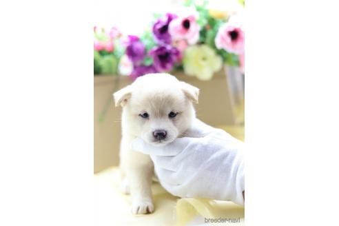 成約済の東京都の柴犬-145337の4枚目