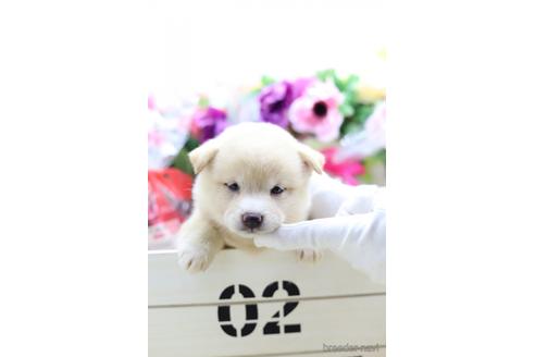 成約済の東京都の柴犬-145337の3枚目