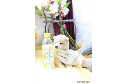 成約済の東京都の柴犬-145337の2枚目