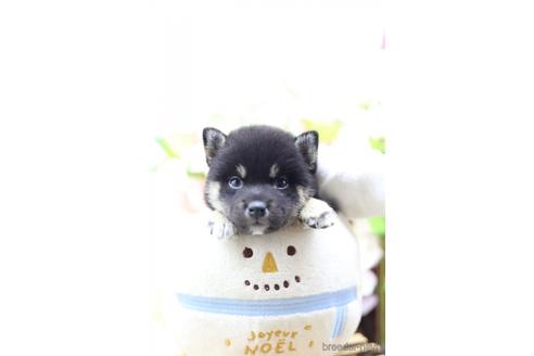 成約済の東京都の柴犬-145338の1枚目