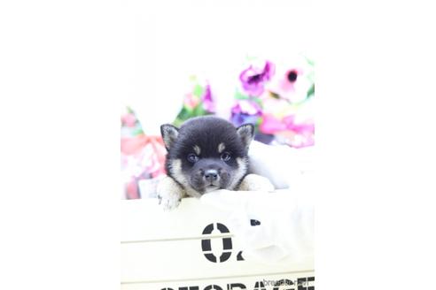 成約済の東京都の柴犬-145338の5枚目