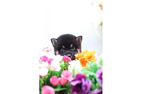 成約済の東京都の柴犬-145338の4枚目