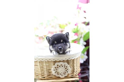 成約済の東京都の柴犬-145338の3枚目