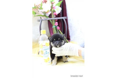 成約済の東京都の柴犬-145338の2枚目