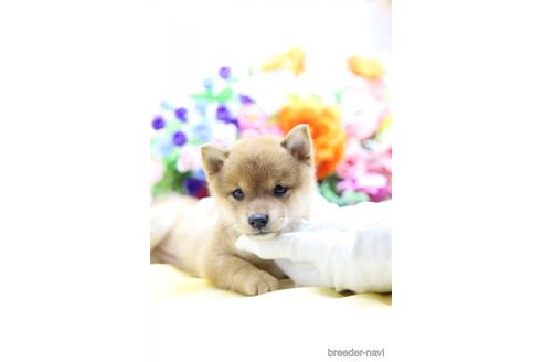 成約済の東京都の柴犬-145339