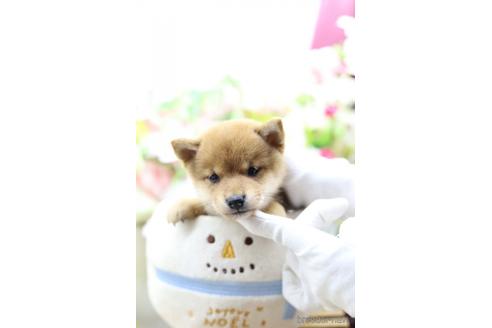 成約済の東京都の柴犬-145339の5枚目