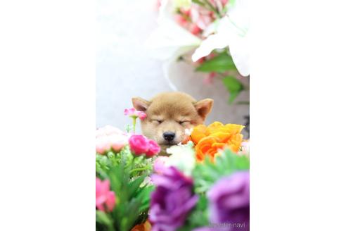 成約済の東京都の柴犬-145339の4枚目