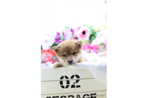 成約済の東京都の柴犬-145339の3枚目