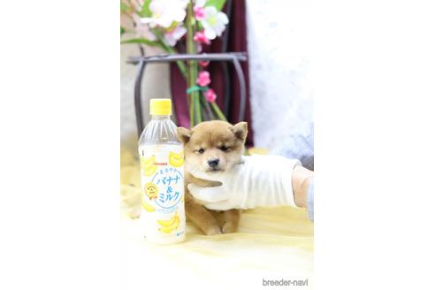 成約済の東京都の柴犬-145339の2枚目