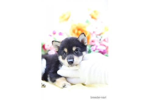成約済の東京都の柴犬-145340の5枚目
