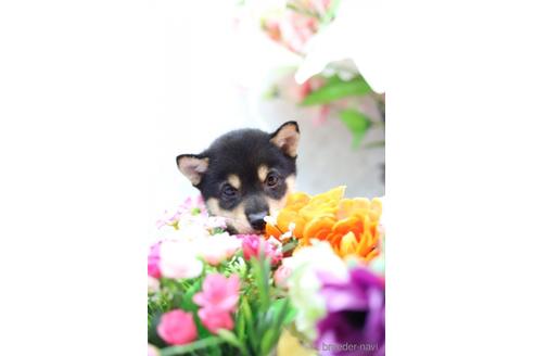 成約済の東京都の柴犬-145340の3枚目