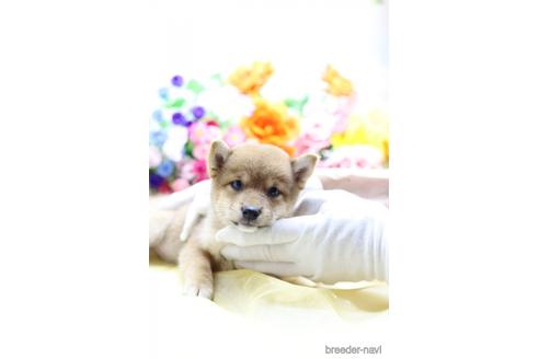 成約済の東京都の柴犬-145341の1枚目