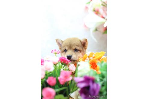 成約済の東京都の柴犬-145341の5枚目