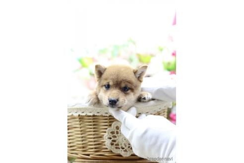 成約済の東京都の柴犬-145341の4枚目