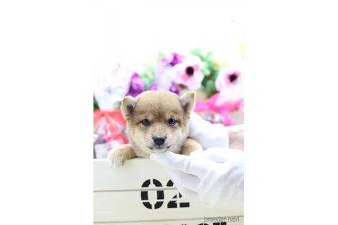成約済の東京都の柴犬-145341の3枚目