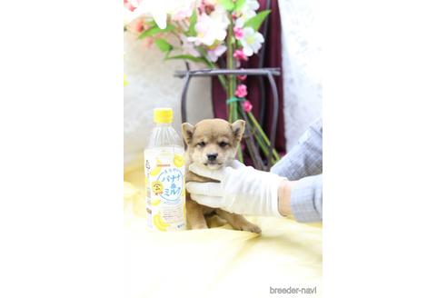 成約済の東京都の柴犬-145341の2枚目