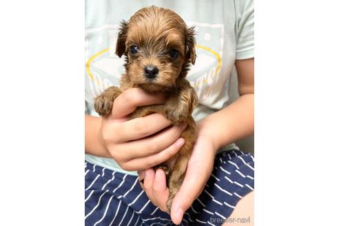 成約済の静岡県のチワプー:チワワ×トイプードル-144310の1枚目