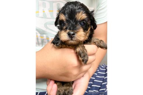 成約済の静岡県のチワプー:チワワ×トイプードル-144311の1枚目