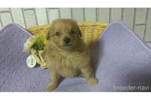 成約済の岡山県のポメプー:ポメラニアン×トイプードル-143947の7枚目