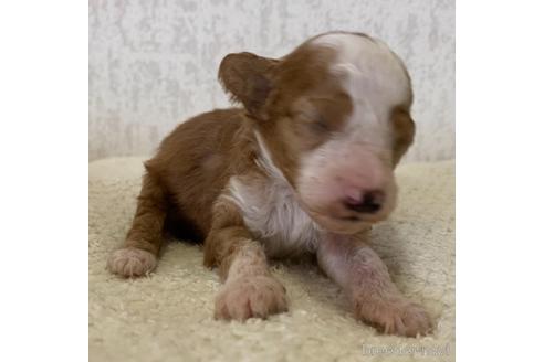 成約済の茨城県のミックス犬-144884の10枚目