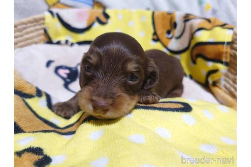 成約済の福岡県のカニンヘンダックスフンド(ロングヘアード)-145069の10枚目