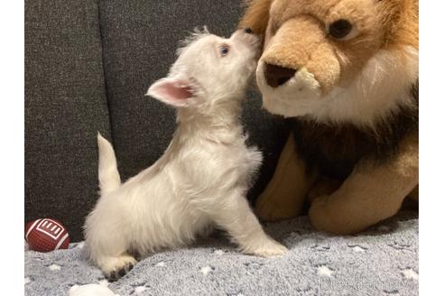 成約済の福岡県のウエストハイランドホワイトテリア(ウエスティ)-145372の3枚目
