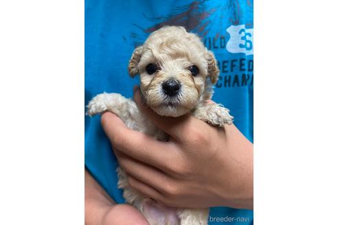 成約済の静岡県のタイニープードル-144307の4枚目