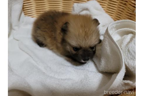 成約済の千葉県のポメラニアン-143000の6枚目