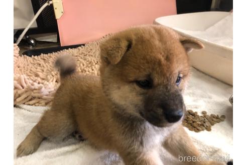 成約済の愛知県の柴犬-142803
